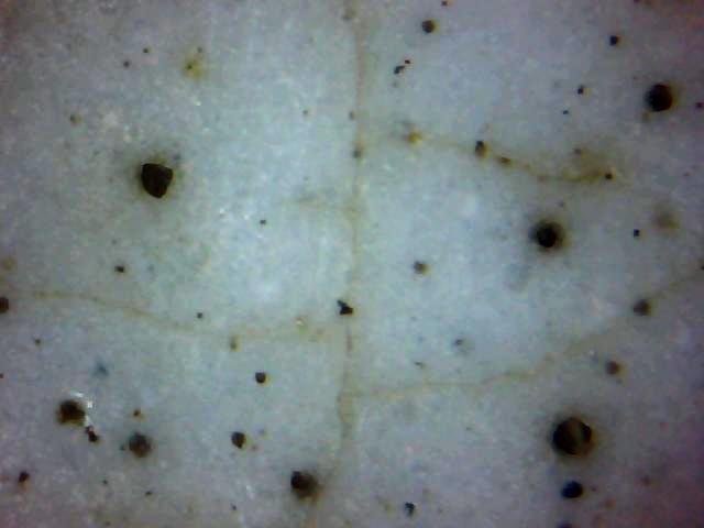 粉彩开光花鸟纹赏瓶 第 5 张图片